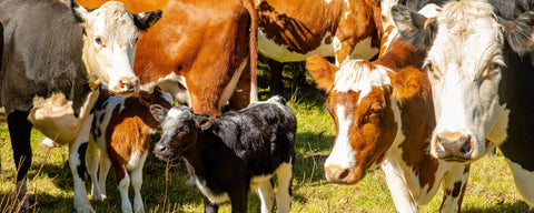 Was sind tierische Nebenerzeugnisse in Kausnacks für Hunde?