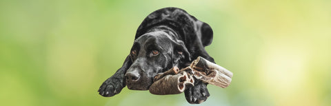 Kauartikel mit Fell für Hunde – natürliche und gesunde Kausnacks