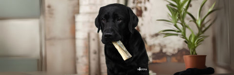 Natürliche Kausnacks für Hunde – worauf du achten solltest