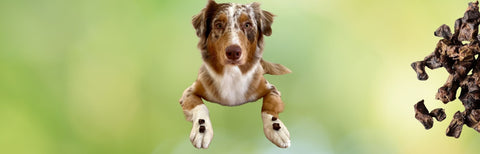 Lungenwürfel für Hunde – der leichte Snack für jede Gelegenheit