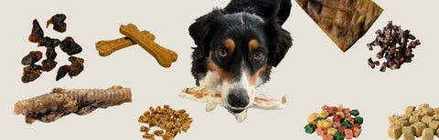 Snack-Mythen im Check: Was Hundehalter wirklich wissen sollten