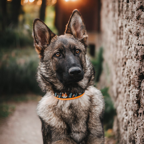 WOOFED Hundezubehör Halsbänder und Leinen
