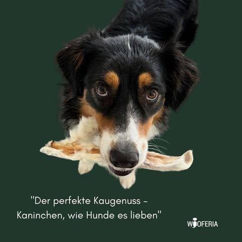 Kaninchen-Ohr mit Fell | 100g [DE]