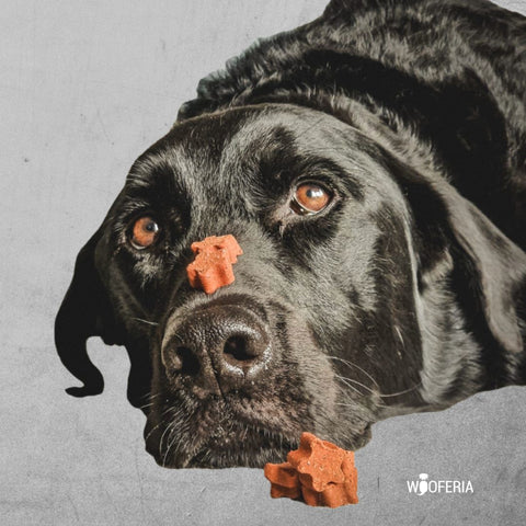 Kartoffel-Büffel Softies | 200g