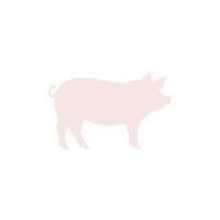 Schwein