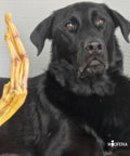 Enten-Füße für Hunde, der leckere knusprige Kauspaß, mit schwarzem Hund 