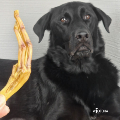 Enten-Füße für Hunde, der leckere knusprige Kauspaß, mit schwarzem Hund 