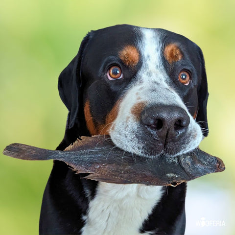 WOOFERIA - Kauartikel und Snacks für Hunde, natürlich aus Deutschland und EU, plastikfrei verpackt 