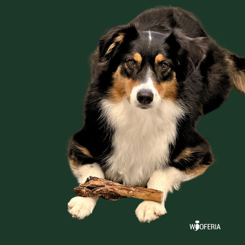 Ochsenziemer Stücke mit Fleischkeule 20cm | Stück [DE]