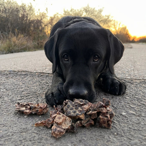 Rinder-Lunge Würfel | 100g [EU]