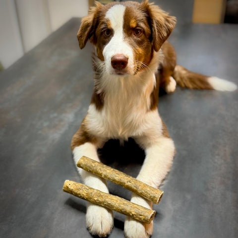 Rinder-Kaustange mit Pansen 20cm | Stück [DE]