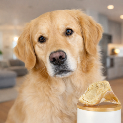 Kalbs-Hufe mit Pastete hell | Stück [EU]