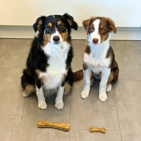 Büffel-Haut Kauknochen | Stück [TR]