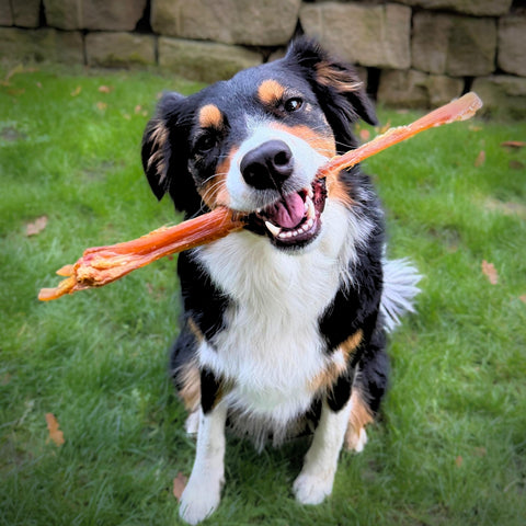 Rinder Achillessehne ganz | Stück [DE]