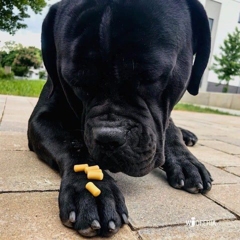 Mozzarella Trainingssnack Soft | 100g [DE]