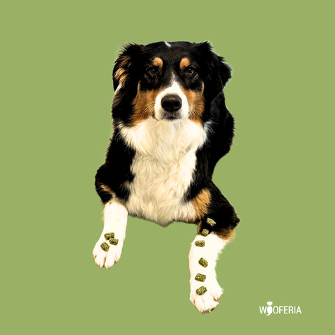 Spirulina-Trainingssnack | 100g [DE]