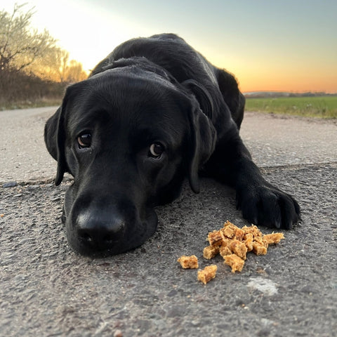 Kaninchen Trainies | 100g [EU]